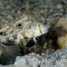 goby_spot_twin_res_kb_h_0402_png1083.jpg